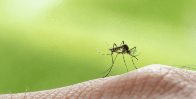 Mosquito right before getting smashed